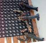 2018-01-29-0006-tp.jpg
