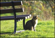 Cat in Belle Isle Park Exeter A65 DSC03230.JPG