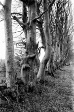Trees.jpg Trees.jpg