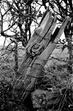 Old gate post.jpg Old gate post.jpg