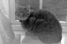 2011-11-22_tigger_Caffenol.jpg