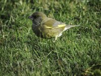 Greenfinch 2 pc.jpg