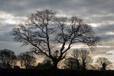 001 Tree Silhouette 01-1000773 PS Adj.JPG