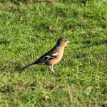 Chaffinch-DeNoiseAI-standard.jpg