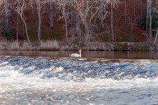 River Don warerfall swan.jpg