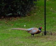 Pheasant.jpg