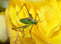 Speckled Bush-cricket (Youngster) (5) - Copy.JPG