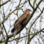 Red Kite4-Edit.jpg