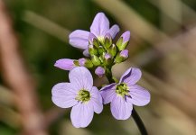 Cuckoo Flower (Cardamine pratensis) (7) - Copy.jpg