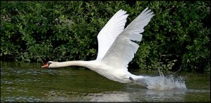 Swan taking off CAN_6112.jpg Swan taking off CAN_6112.jpg