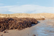 Seaweed Peterhead.jpg