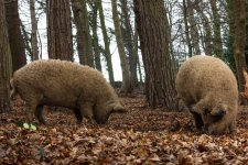 Pigs 24-01-22 (1 of 1).jpg