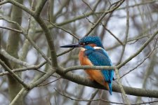 Kingfisher 2.jpg