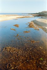Seaweed Peterhead estuary.jpg