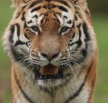 Tiger.jpg Tiger.jpg