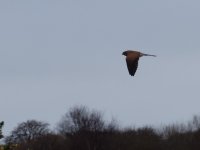 DSCF5610.JPG