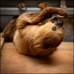 Sloth---PG.jpg