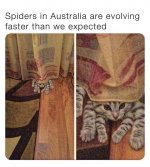 spider.jpg