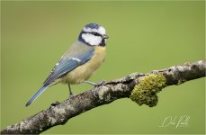 IMG_0075 LR CS6 JP tp.jpg