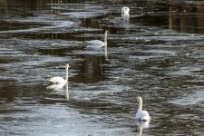 Swan lake.jpg