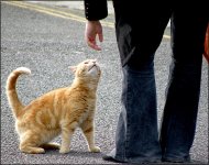 Ginger cat in Swindon SP570uz 4020016.jpg