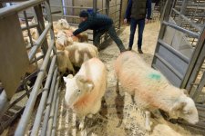 in-lamb-1.jpg in-lamb-1.jpg