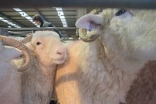 in-lamb-12.jpg in-lamb-12.jpg
