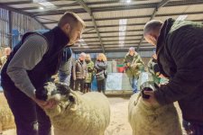 in-lamb-40.jpg in-lamb-40.jpg