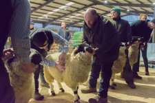 in-lamb-41.jpg in-lamb-41.jpg