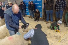 in-lamb-59.jpg in-lamb-59.jpg