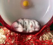 Sleeping Hamster 800.jpg