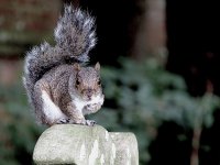 Squirrel on gravestone Sidmouth E-PL5 P9100019.jpg