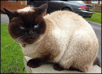 black faced cat on wall TZ7 1020290.jpg