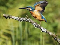 King of the Dance_LBX2805_DxO_-sharpen-stabilizeWEB.jpg