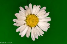 6-3 Daisy with Aphid (1 of 1).jpg