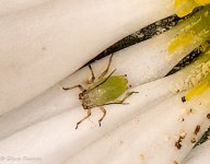 6-3 Aphid (1 of 1).jpg