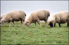 Sheep in field Clyst St Mary G9 P1012034.JPG