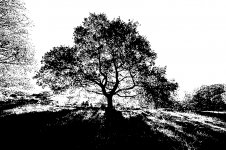 High contrast tree 17mm 5D IMG_0063.JPG High contrast tree 17mm 5D IMG_0063.JPG