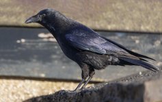 Week 10 - Seen through a window.jpg