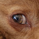 New Sony Lenses - 001 of 002 - A1102261.jpg