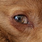 New Sony Lenses - 002 of 002 - A1102266.jpg