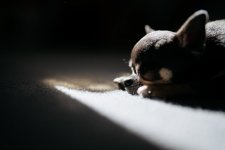 New Sony Lenses - 003 of 005 - A1102246.jpg