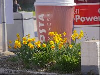 Dafodills in front of Costa advert at service station Topsham Road Exeter G5 P1070058.JPG