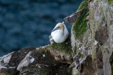 Gannets-2.jpg