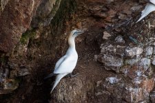 Gannets-3.jpg