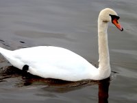 Swan on Exe SL300 DSCF3712.JPG