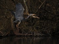 P3269205Heron-1k5.jpg