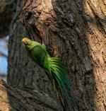 Ring necked parakeet 26-03-22 3 (1 of 1).jpg