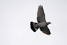_3290802_DxO_Wood PigeonWEB.jpg