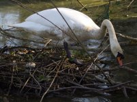 SwanNestP3268892-1k5.jpg